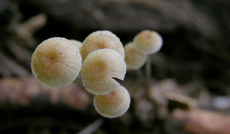 Roridomyces roridus.